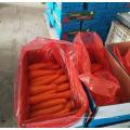 China new season carrot supply fresh carrot export price